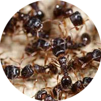 icon ants