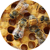 icon bees