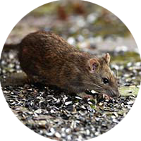 icon rodents