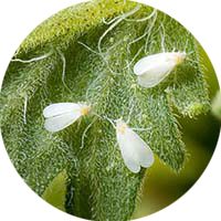 icon whitefly